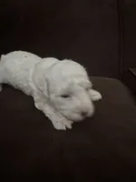 Leslie, a female Poodle - Toy  for sale in San Jose, CA – 3 of 9