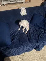 Oso, a male Maltese for sale in Sacramento, CA – Photo 4 of 4