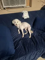 Oso, a male Maltese for sale in Sacramento, CA – Photo 1 of 4