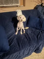 Oso, a male Maltese for sale in Sacramento, CA – Photo 2 of 4