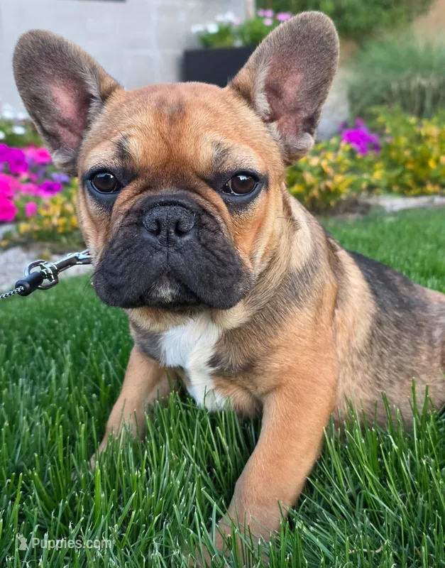 Cinnamon – French Bulldog puppy for sale in Phoenix, AZ