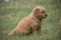 Bunny, a female Golden Retriever for sale in Palm Springs, CA – Photo 1 of 2