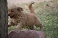 Bunny, a female Golden Retriever for sale in Palm Springs, CA – Photo 2 of 2