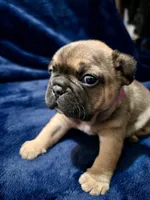 Chai, a female French Bulldog for sale in Phoenix, AZ – Photo 8 of 8