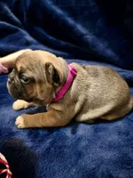 Chai, a female French Bulldog for sale in Phoenix, AZ – Photo 7 of 8