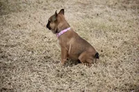 Chai, a female French Bulldog for sale in Phoenix, AZ – Photo 3 of 8