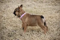 Chai, a female French Bulldog for sale in Phoenix, AZ – Photo 2 of 8