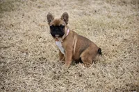 Chai, a female French Bulldog for sale in Phoenix, AZ – Photo 1 of 8