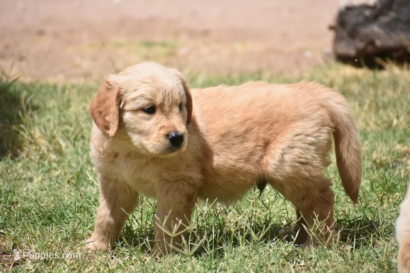 Fox – Golden Retriever puppy for sale in Palm Springs, CA