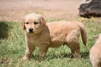 Fox, a male Golden Retriever for sale in Palm Springs, CA – Photo 2 of 2