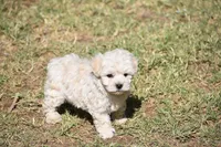 Snow, a male Maltese for sale in Phoenix, AZ – Photo 1 of 2