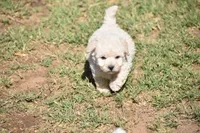 Snow, a male Maltese for sale in Phoenix, AZ – Photo 2 of 2