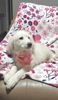 Daisy, a female Great Pyrenees for sale in Monroe, NC – 3 of 5