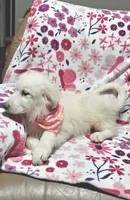 Daisy, a female Great Pyrenees for sale in Monroe, NC – 4 of 5
