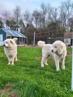 Daisy, a female Great Pyrenees for sale in Monroe, NC – 5 of 5