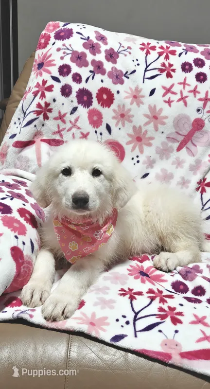 Daisy – Great Pyrenees puppy for sale in Monroe, NC