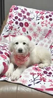 Daisy, a female Great Pyrenees for sale in Monroe, NC – 1 of 5
