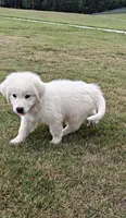 Purebred Great Pyrenees, a male Great Pyrenees for sale in Charlotte, NC – 2 of 3