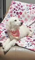 Daisy, a female Great Pyrenees for sale in Monroe, NC – 2 of 5