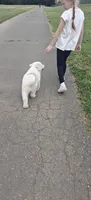 Purebred Great Pyrenees, a female Great Pyrenees for sale in Charlotte, NC – 2 of 3