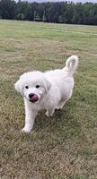 Purebred Great Pyrenees, a male Great Pyrenees for sale in Charlotte, NC – 3 of 3