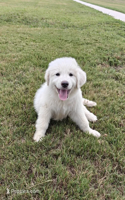 Purebred Great Pyrenees – Great Pyrenees puppy for sale in Charlotte, NC