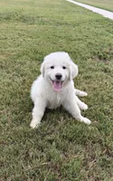 Purebred Great Pyrenees, a female Great Pyrenees for sale in Charlotte, NC – 1 of 3