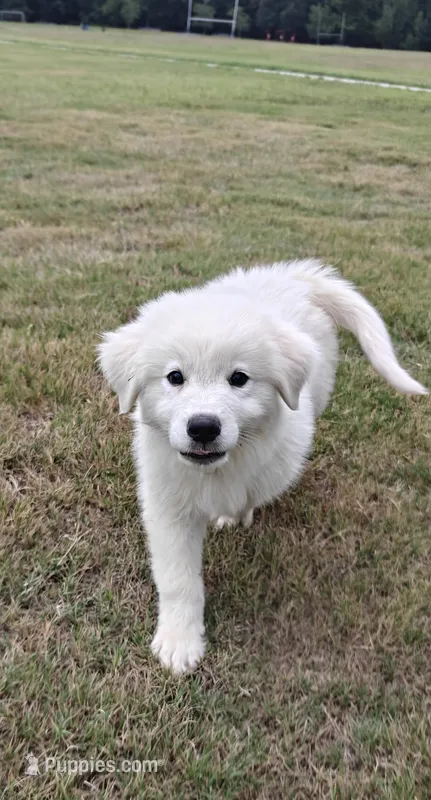 Purebred Great Pyrenees – Great Pyrenees puppy for sale in Charlotte, NC