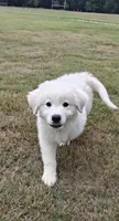 Purebred Great Pyrenees, a male Great Pyrenees for sale in Charlotte, NC – 1 of 3