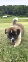 Goliath, a male Akita for sale in Bidwell, OH – 4 of 9