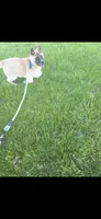 Chance, a male Akita for sale in Bidwell, OH – 5 of 9