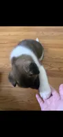 AKC Gypsy's BONNIE, a female Akita for sale in Bidwell, OH – 10 of 10
