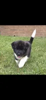 Odin, a male Akita for sale in Bidwell, OH – 10 of 10