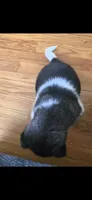 AKC Gypsy's KUMA, a male Akita for sale in Bidwell, OH – 6 of 10