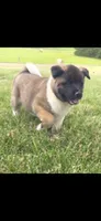 Apollo, a male Akita for sale in Bidwell, OH – 2 of 8