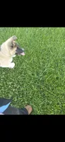 Chance, a male Akita for sale in Bidwell, OH – 7 of 9