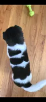 AKC Gypsy's SALLY, a female Akita for sale in Bidwell, OH – 6 of 6