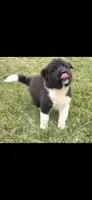 Odin, a male Akita for sale in Bidwell, OH – 8 of 10