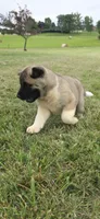 Thor, a male Akita for sale in Bidwell, OH – 2 of 8