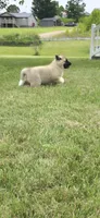 Foxy, a female Akita for sale in Bidwell, OH – 8 of 10