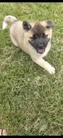 Sheba, a female Akita for sale in Bidwell, OH – 5 of 9