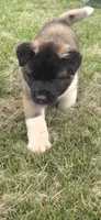 Hook, a male Akita for sale in Bidwell, OH – 5 of 10
