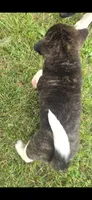 Cleo, a female Akita for sale in Bidwell, OH – 6 of 10