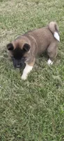 Loki, a male Akita for sale in Bidwell, OH – 9 of 10