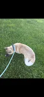 Chance, a male Akita for sale in Bidwell, OH – 6 of 9