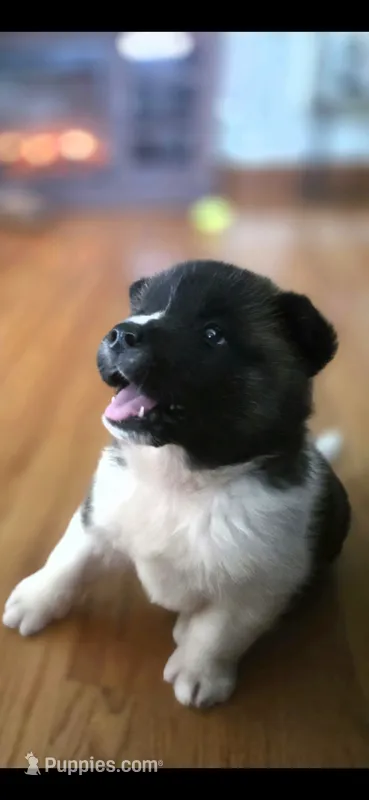 AKC Gypsy's BLAZE – Akita puppy for sale in Bidwell, OH