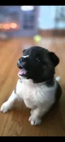 AKC Gypsy's BLAZE, a female Akita for sale in Bidwell, OH – 1 of 10