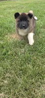 Loki, a male Akita for sale in Bidwell, OH – 8 of 10