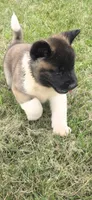 Hook, a male Akita for sale in Bidwell, OH – 4 of 10