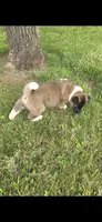 Apollo, a male Akita for sale in Bidwell, OH – 4 of 8